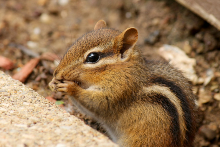 Tips for making peace with chipmunks around your home
